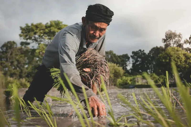 Farmer tending crops in a green field